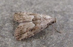 Hypenodes franclemonti