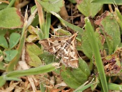 Diasemia grammalis