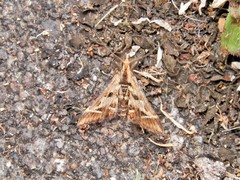 Diasemia grammalis
