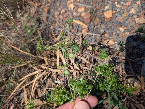 Actinotus gibbonsii, 2025-11-22