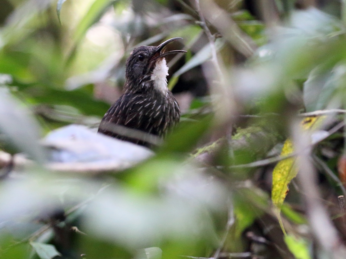 Sumatran Wren-Babbler illustration