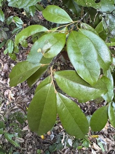 Diospyros laurina, 2025-11-23