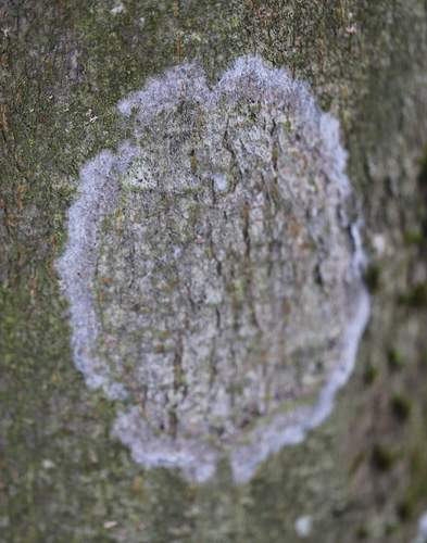 Dvisporis plėviagrybis nuotrauka