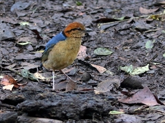 Hydrornis schneideri