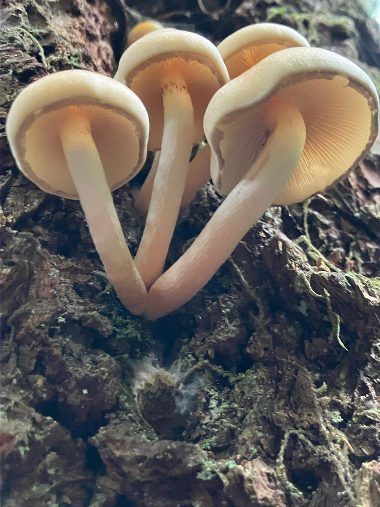 Hypholoma capnoides · November 2025 · photo: © samallonthesciencemon (iNaturalist, cc0)