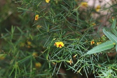 Bossiaea linophylla, photograph (c) Hugo Innes, some rights reserved (CC BY)