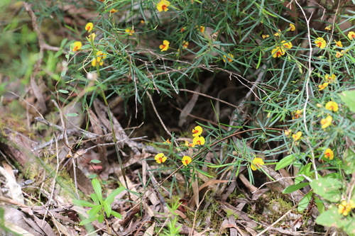 Bossiaea linophylla, photograph 4