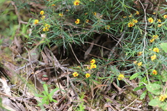 Bossiaea linophylla, photograph (c) Hugo Innes, some rights reserved (CC BY)
