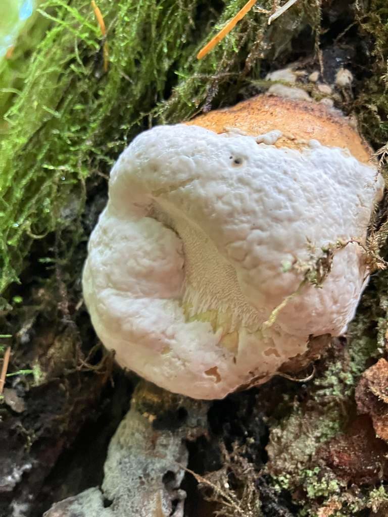 Fomitopsis mounceae · November 2025 · photo: © samallonthesciencemon (iNaturalist, cc0)
