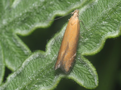 Monochroa cytisella