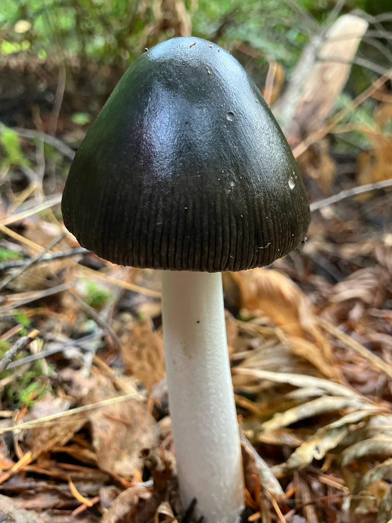 Amanita pachycolea · November 2025 · photo: © samallonthesciencemon (iNaturalist, cc0)