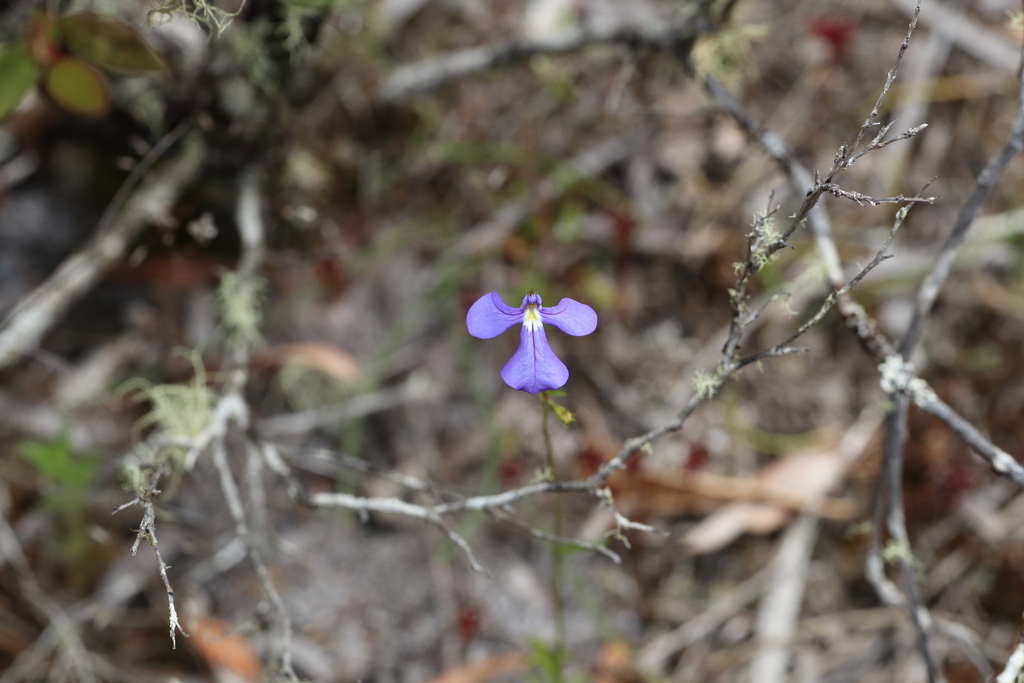 Lobelia tenuior; photograph (c) Hugo Innes, some rights reserved (CC BY)