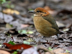 Hydrornis schneideri