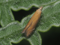Monochroa cytisella