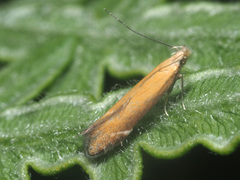 Monochroa cytisella