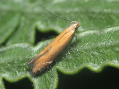 Monochroa cytisella