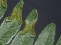 Dasineura pteridis