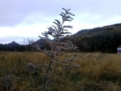 Echium italicum biebersteinii