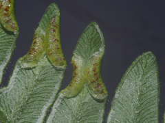 Dasineura pteridis