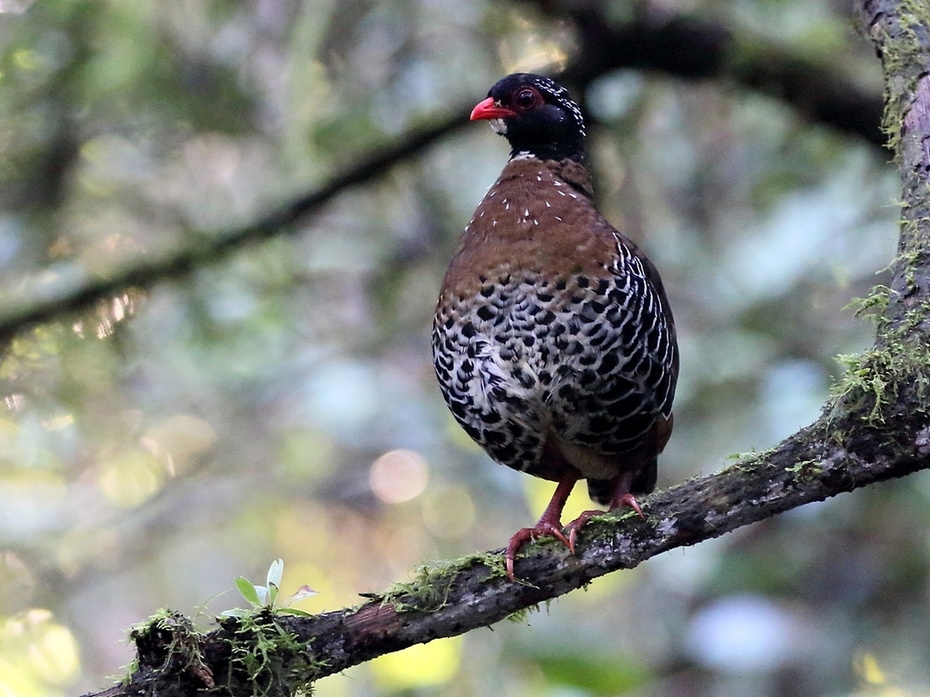 Red-billed Partridge photo