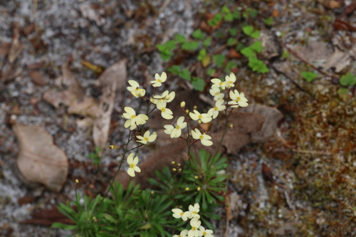 Stylidium acuminatum (Stylidium acuminatum)