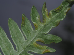 Dasineura pteridis