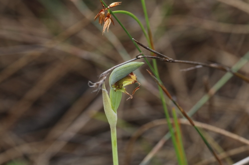 Rattle Beaks (Lyperanthus serratus)