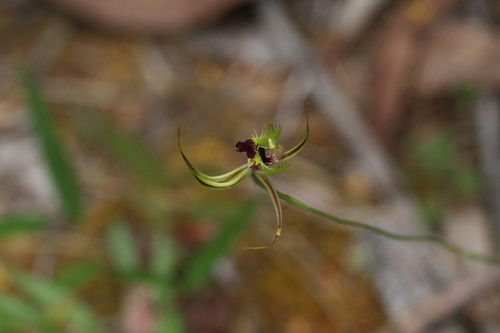 Mantis Orchid (Caladenia attingens)