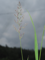 Calamagrostis varia