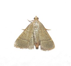 Hypsopygia nostralis