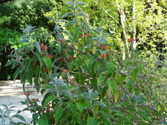 Colquhounia coccinea