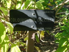 Colquhounia coccinea