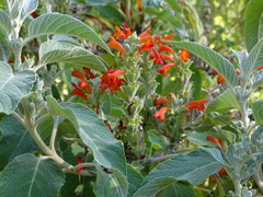 Colquhounia coccinea