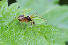 Pachygnatha listeri