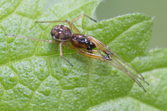 Pachygnatha listeri