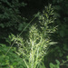 Achnatherum calamagrostis - Photo (c) Felix Riegel, algunos derechos reservados (CC BY-NC), subido por Felix Riegel