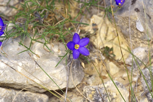 Bluebowls (Giliastrum rigidulum)