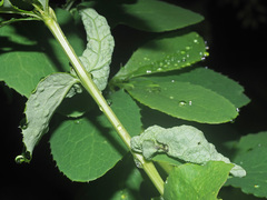Dasineura berberidis