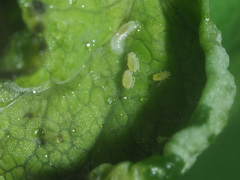Dasineura berberidis