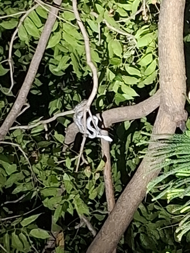 Diamond Python sighting