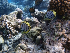 Chaetodon meyeri