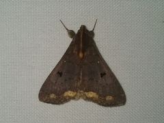 Rejectaria cocytalis