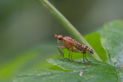 Euthycera chaerophylli
