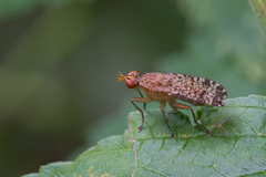 Euthycera chaerophylli