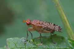 Euthycera chaerophylli