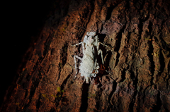 Theopompa ophthalmica