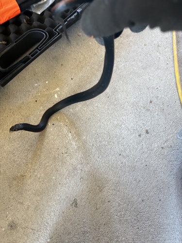 Red-bellied Black Snake sighting