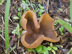 Peziza echinospora