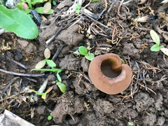 Peziza echinospora