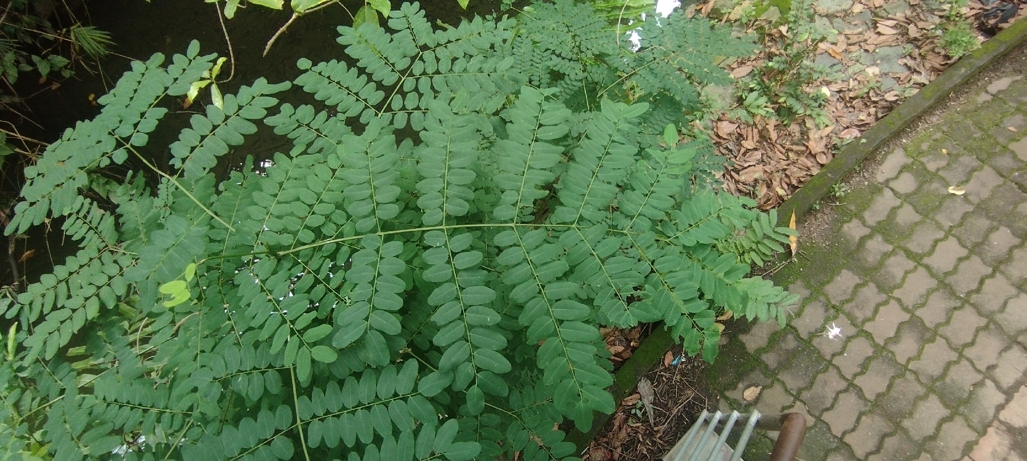 Adenanthera pavonina — ảnh 2